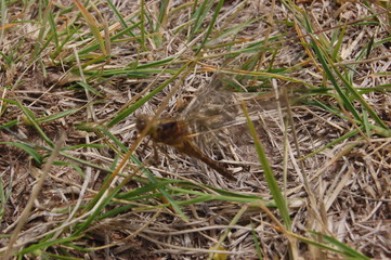  dragon-fly beautiful