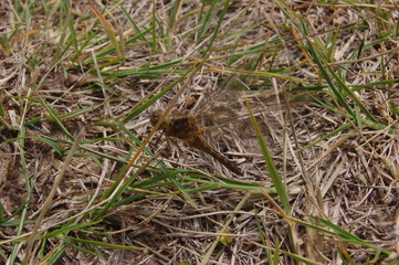  dragon-fly beautiful