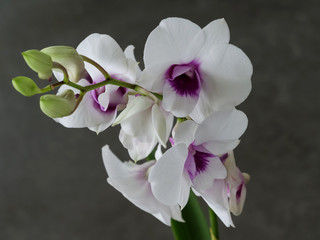 Naklejka na ściany i meble White purple orchid flowers on a green leaf background