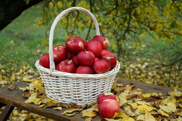 Basket with red ripe apples in the autumn garden. Autumn, harvest