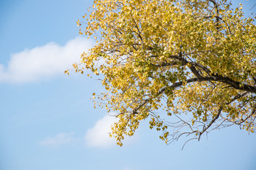 yellow leaves on tree in autumn