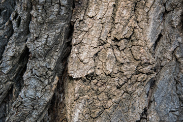 texture of bark of a tree close up background