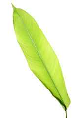  Heliconia variegated leaf isolated on white background with clipping path.