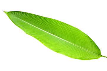 Obraz premium Heliconia variegated leaf isolated on white background with clipping path.