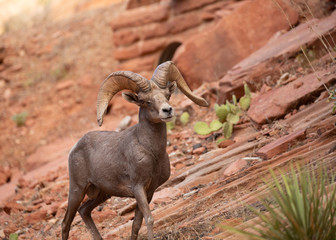 A desert big horned sheep ram walks along the bottom of a red sandstone ravine.