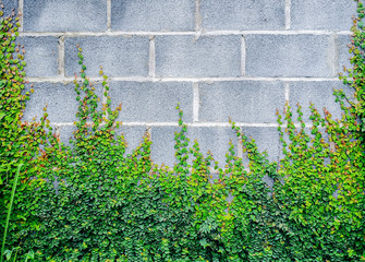 Old stone wall with ivy as background