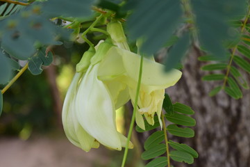 Sesbania Grandiflora On the tree is about to bloom Can be eaten and is an herb