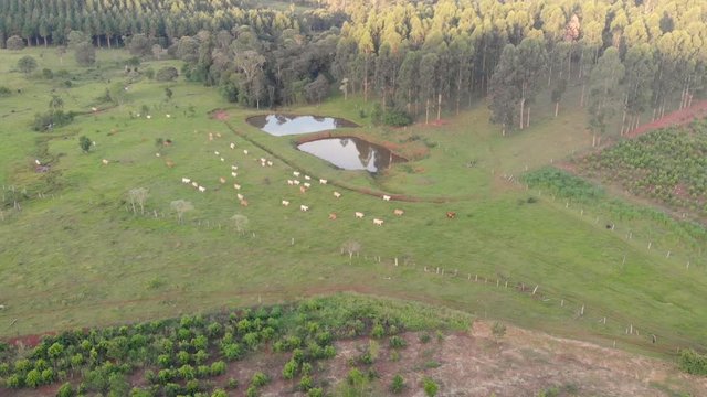 Cattle walking through a field surrounded by trees, lakes on a sunny day.