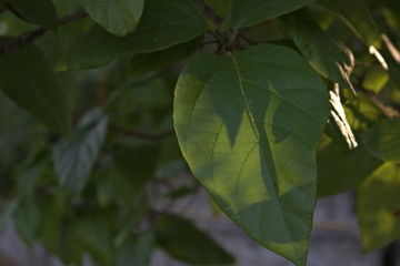 green leaves of a tree with sunlight