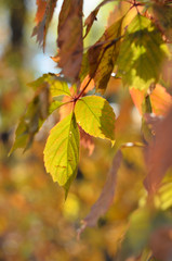 Autumn in gardens and parks. Autumn foliage