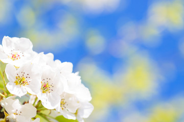 Blossoms over blurred nature background.