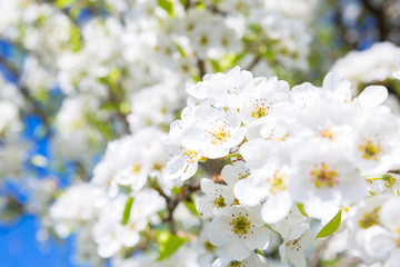 Spring blossoms tree. Natural background.