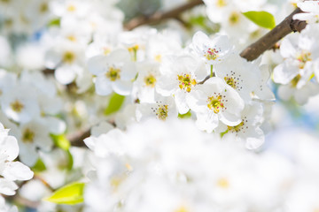 Fototapeta na wymiar beautiful closeup spring blossoming tree
