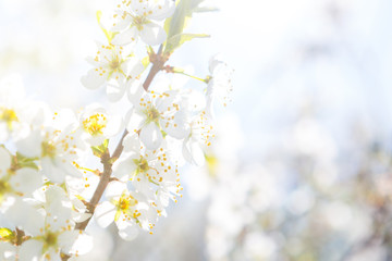 Naklejka premium beautiful closeup spring blossoming tree