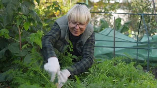 Full shot of smiling mature Caucasian woman in glasses, in padded vest and plaid shirt, sitting at vegetable allotment and scratching soil between green plants with hand rake