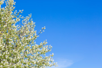 Photo of beautiful cherry blossom, abstract natural background.