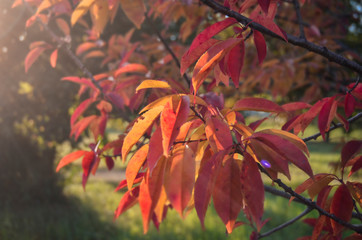 leaves of autumn trees, illuminated by the sun