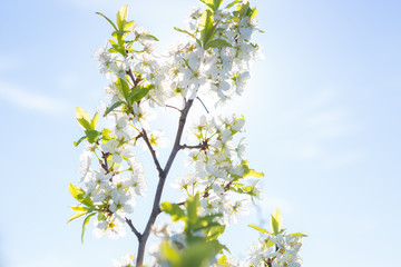 Obraz na płótnie Canvas Cherry blossoms against a blue sky