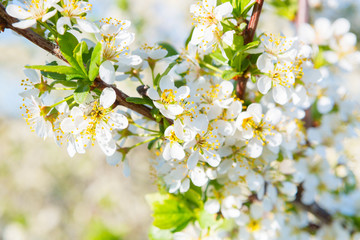 National Cherry Blossom Festival