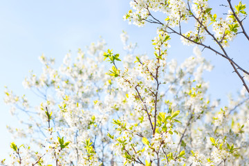 Obraz na płótnie Canvas cherry blossom, Japanese spring scenics