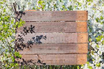Cherry blossoms isolated on wooden background
