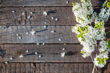 Cherry blossoms isolated on wooden background