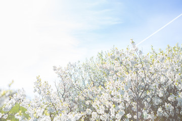 Fototapeta premium Beautiful cherry blossom sakura with blue sky