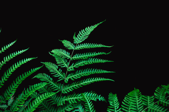 Fern leaf isolated on black background for rainforest plant object.