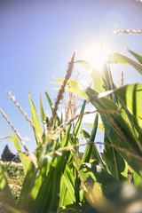 nature young corn sprout with sunlight rays and blue sky on a farm