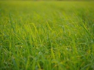 green grass background