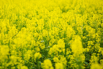 Field of yellow flowers. Wildflowers.