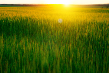 Obraz na płótnie Canvas Bright sunset over wheat field.