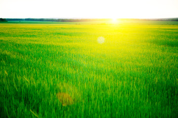 Fototapeta na wymiar Beautiful sunset and wheat field.