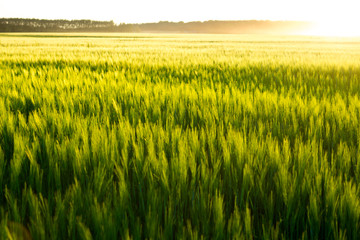 Beautiful sunset and wheat field.