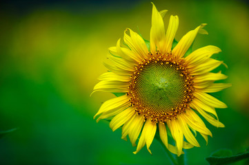 The sunflower close up on the green blurred background.