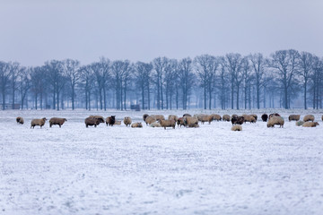 Naklejka premium Schafherde im Schnee