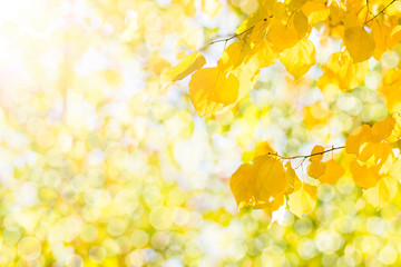 Autumn branch with beech leaves decorate beautiful nature bokeh background copy space  Place for...