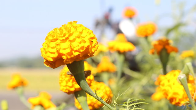 Nepali Flower Thunge Ful 