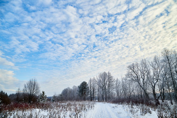 Naced tree on the snow and blue sky with white clouds background