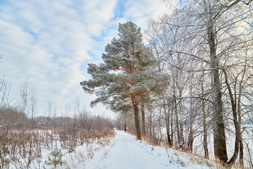 Naced tree on the snow and blue sky with white clouds background