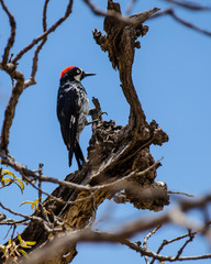 Woodpecker chopping a tree trunk to eat (Picidae)