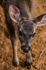 White-tailed deer breeding looking at the camera as it approaches the lens (Odocoileus virginianus).