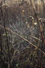 Cobwebs in the autumn morning mist