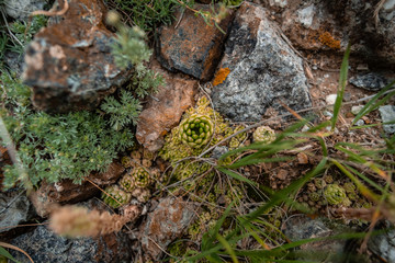 closeup succulents at altai cliff 