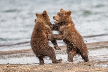 Obraz premium Ruling the landscape, brown bears of Kamchatka (Ursus arctos beringianus)