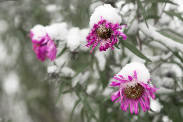 pink flowers in the garden
