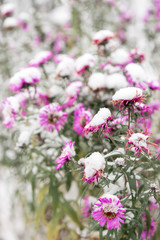 pink flowers in the garden