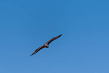 A White-headed vulture -Trigonoceps occipitalis- circling over Etosha National Park, Namibia.