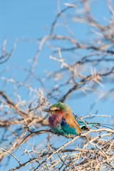 Closeup of a Lilac Breasted Roller - Coracias caudatus- sitting on a tree branch, in Etosha National Park.