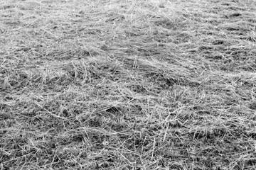 Hay Straw